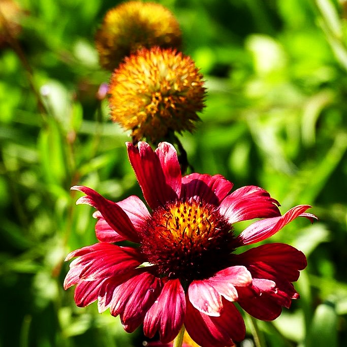 Großblumige Kokardenblume 'Burgunder' (Gaillardia x grandiflora)