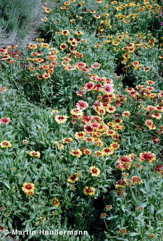Großblumige Kokardenblume 'Kobold' (Gaillardia x grandiflora)
