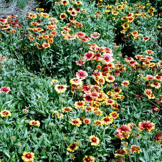 Großblumige Kokardenblume 'Kobold' (Gaillardia x grandiflora)