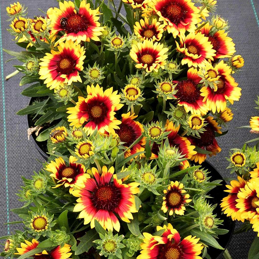 Großblumige Kokardenblume 'Kobold' (Gaillardia x grandiflora)