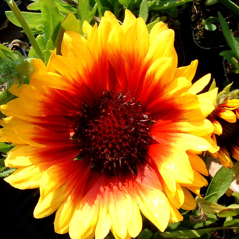 Großblumige Kokardenblume 'Kobold' (Gaillardia x grandiflora)
