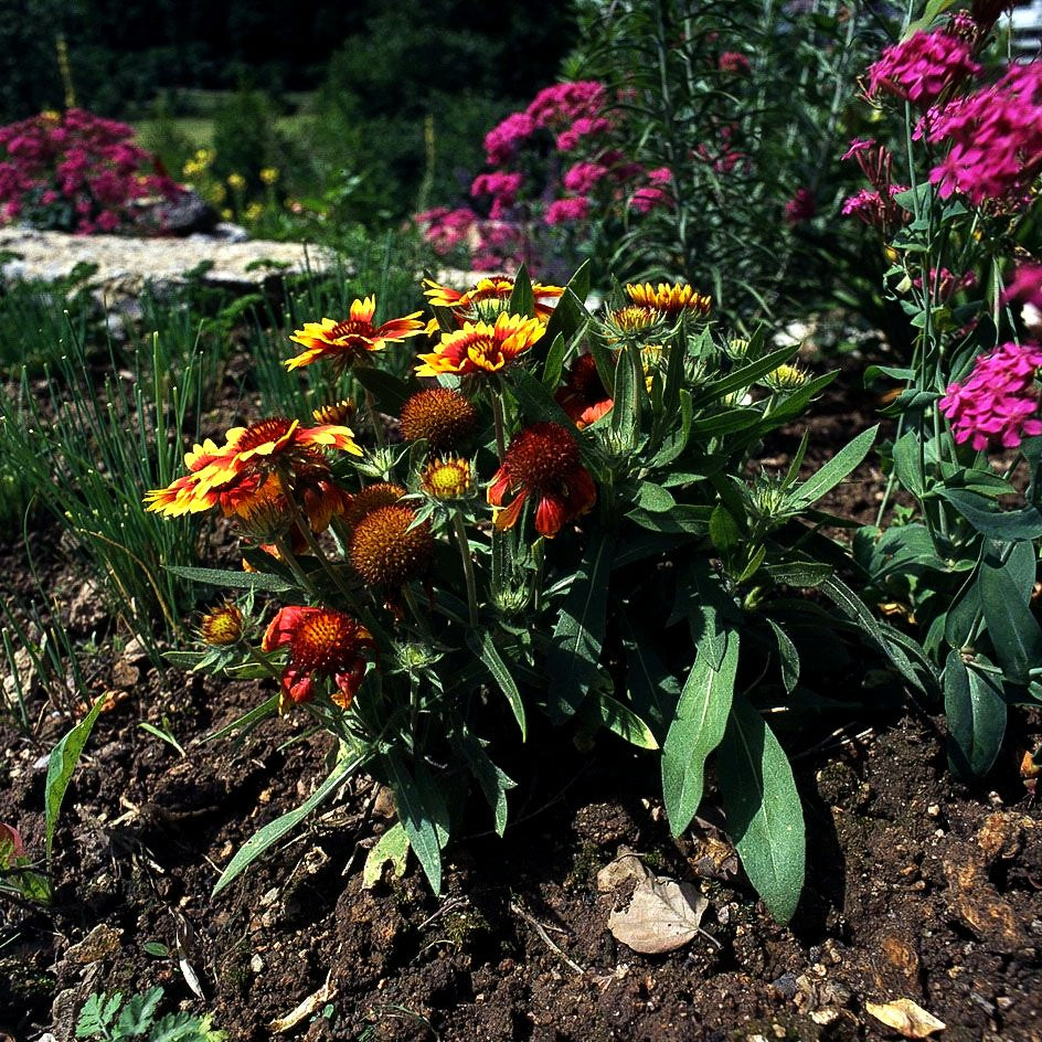 Großblumige Kokardenblume 'Kobold' (Gaillardia x grandiflora)