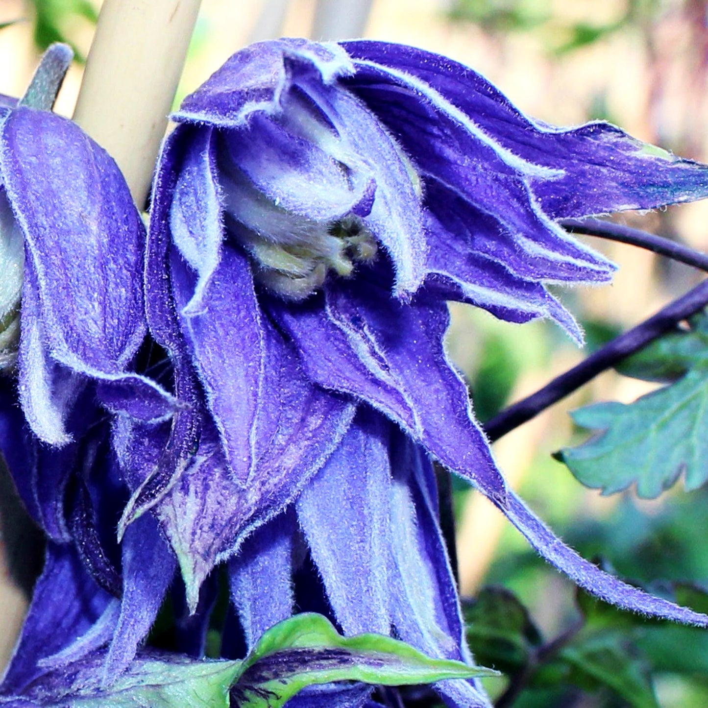 Großblumige Waldrebe (Clematis macropetala)
