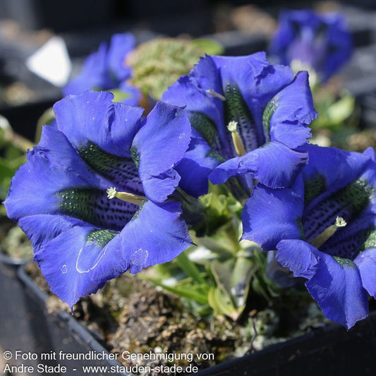 Großblumiger Frühlings-Enzian (Gentiana acaulis)