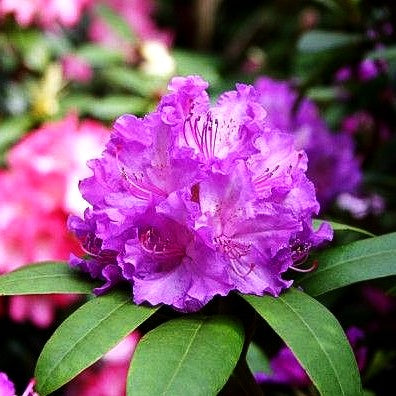 Großblumiger Rhododendron 'Alfred' (Rhododendron x cult. III)