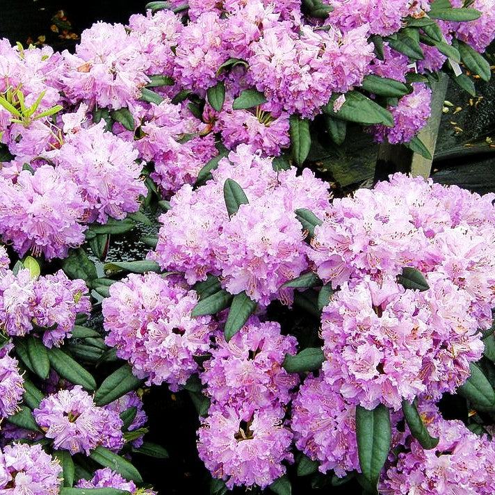Großblumiger Rhododendron 'Alfred' (Rhododendron x cult. III)