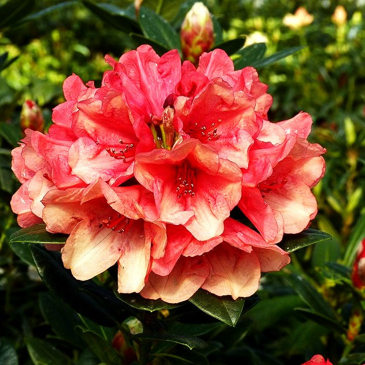 Großblumiger Rhododendron 'Amaretto' (Rhododendron x cult. III)