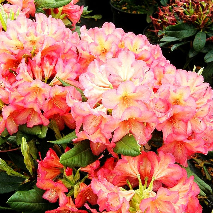 Großblumiger Rhododendron 'Balalaika' (Rhododendron x cult. III)