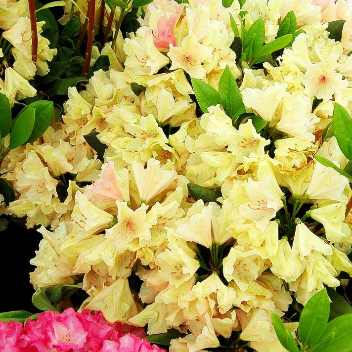 Großblumiger Rhododendron 'Belkanto' (Rhododendron x cult. IV)