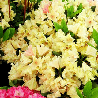 Großblumiger Rhododendron 'Belkanto' (Rhododendron x cult. IV)