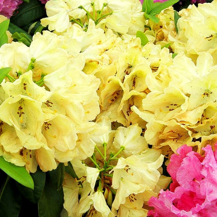 Großblumiger Rhododendron 'Belkanto' (Rhododendron x cult. IV)