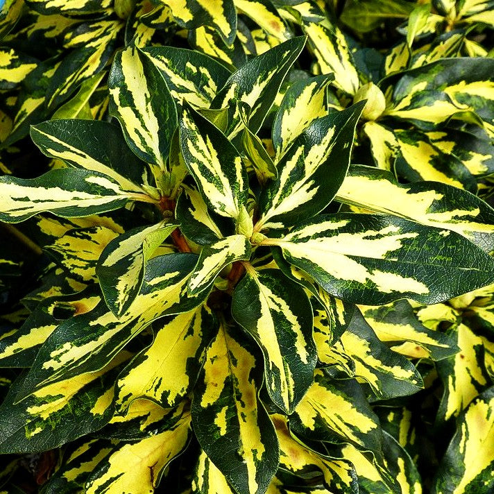 Großblumiger Rhododendron 'Blattgold' (Rhododendron x cult. IV)