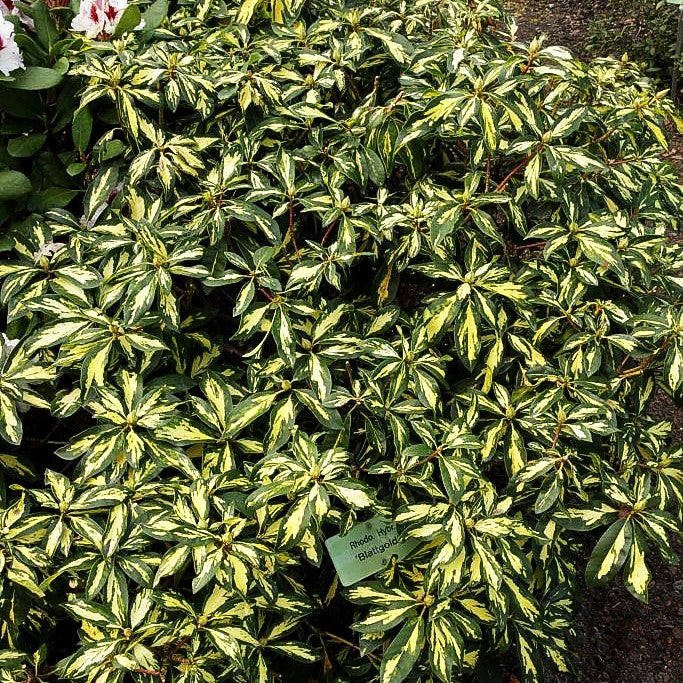 Großblumiger Rhododendron 'Blattgold' (Rhododendron x cult. IV)
