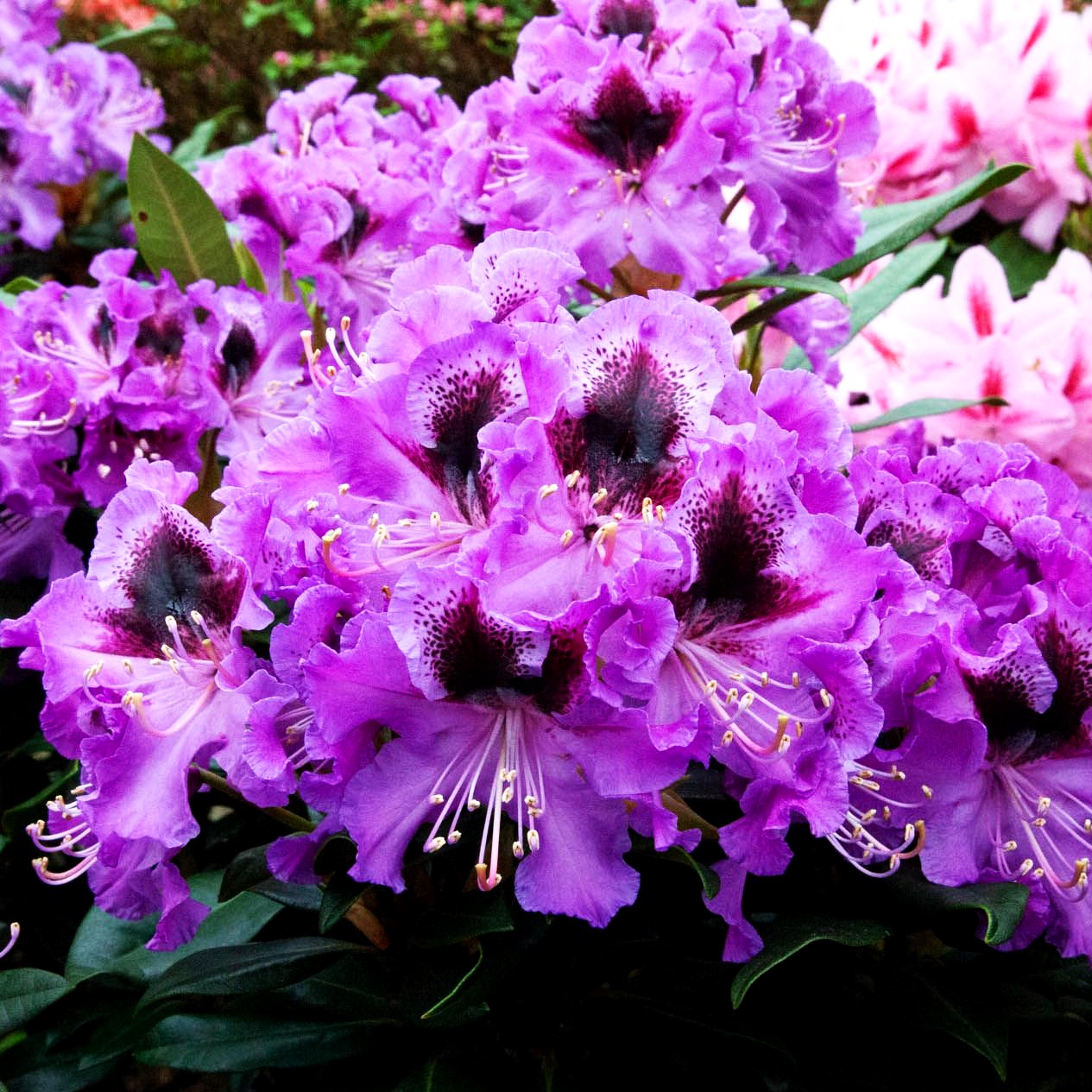 Großblumiger Rhododendron 'Blaue Jungs' (Rhododendron x cult.)