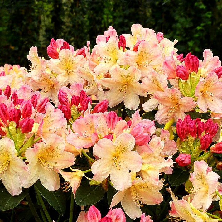 Großblumiger Rhododendron 'Brasilia' (Rhododendron x cult. III)