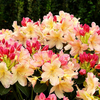 Großblumiger Rhododendron 'Brasilia' (Rhododendron x cult. III)