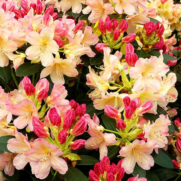Großblumiger Rhododendron 'Brasilia' (Rhododendron x cult. III)