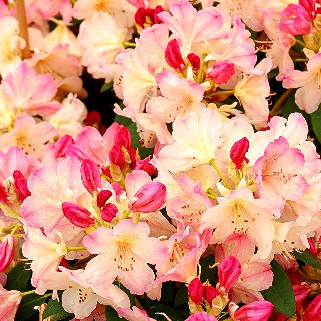 Großblumiger Rhododendron 'Brasilia' (Rhododendron x cult. III)