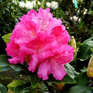 Großblumiger Rhododendron 'Caruso' (Rhododendron x cult. IV)