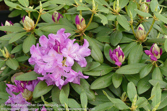 Großblumiger Rhododendron 'Catawb. Grandiflorum' (Rhododendron x cult. I)