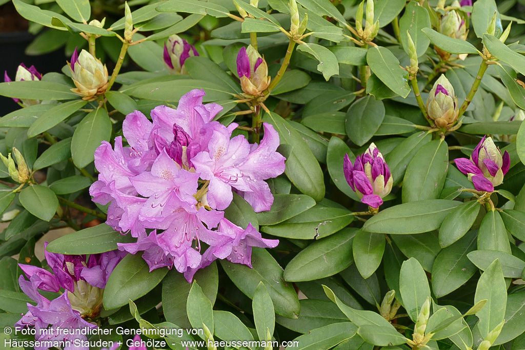 Großblumiger Rhododendron 'Catawb. Grandiflorum' (Rhododendron x cult. I)