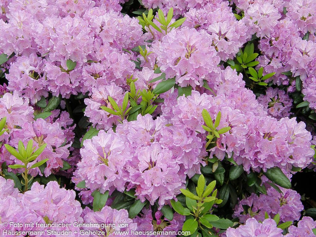 Großblumiger Rhododendron 'Catawb. Grandiflorum' (Rhododendron x cult. I)