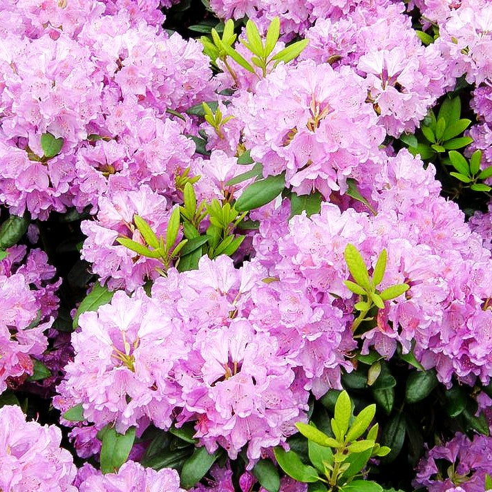 Großblumiger Rhododendron 'Catawb. Grandiflorum' (Rhododendron x cult. I)  kaufen – pflanzenmax.de