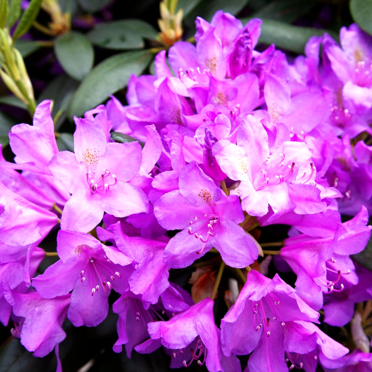 Großblumiger Rhododendron 'Catawbiense Boursault' (Rhododendron x cult. I)
