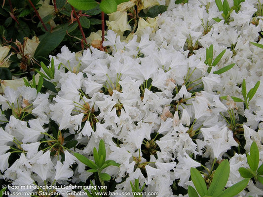 Großblumiger Rhododendron 'Cunningham's White' (Rhododendron x cult. I)