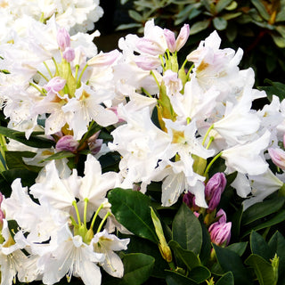 Großblumiger Rhododendron 'Cunningham's White' (Rhododendron x cult. I)