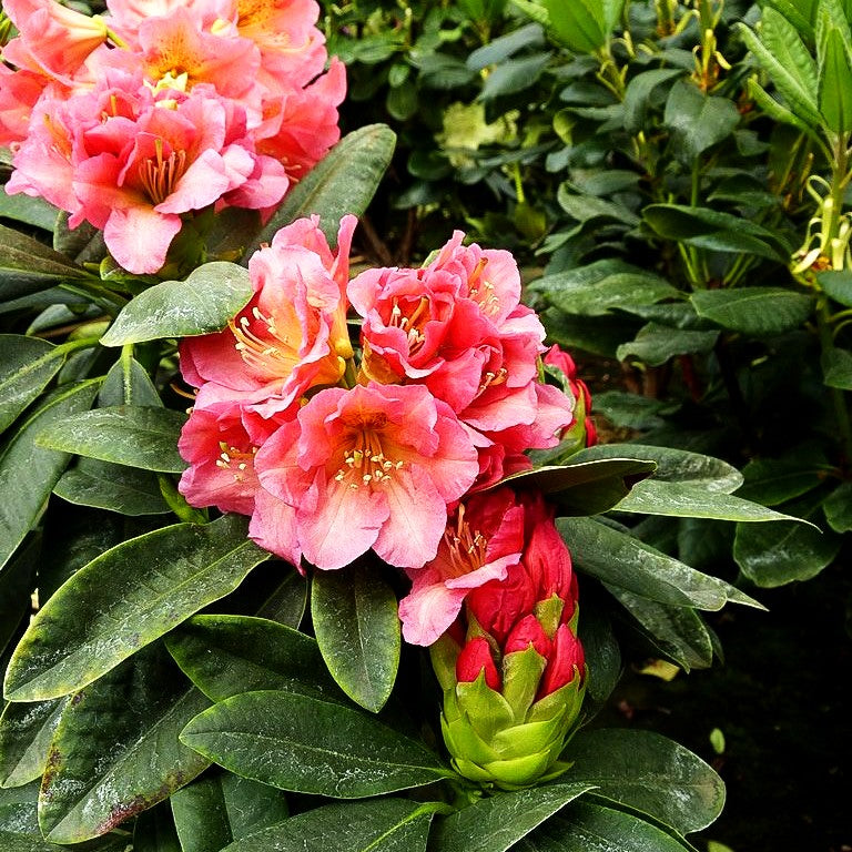 Großblumiger Rhododendron 'Dolcemente' (Rhododendron x cult. IV)