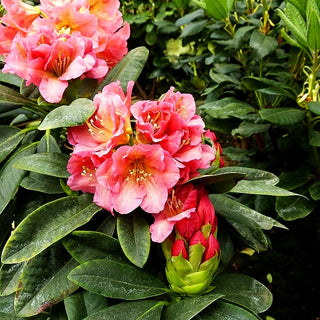 Großblumiger Rhododendron 'Dolcemente' (Rhododendron x cult. IV)