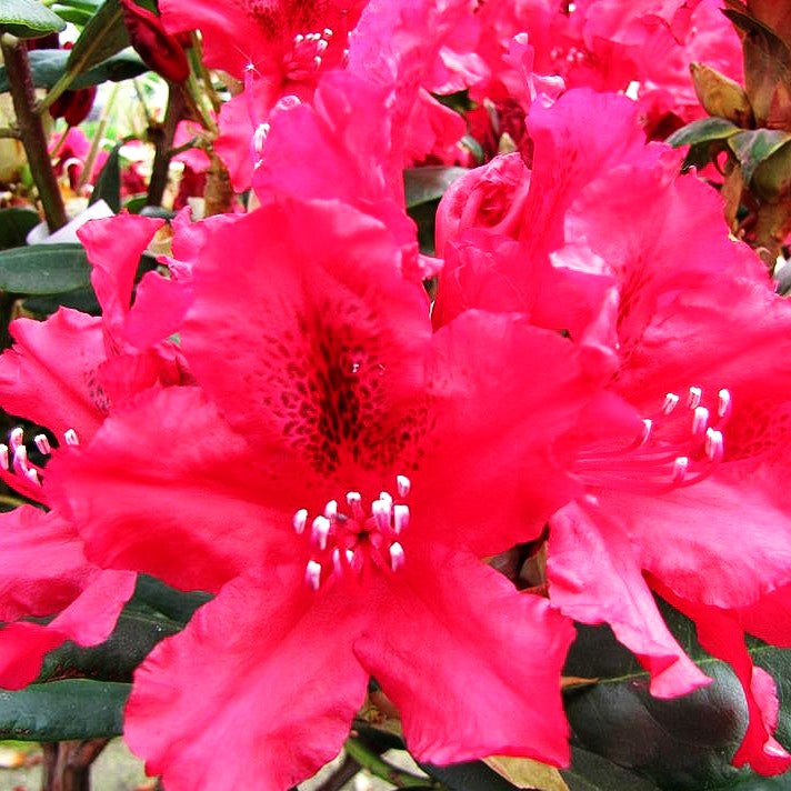 Großblumiger Rhododendron 'Erato' (Rhododendron x cult. III)