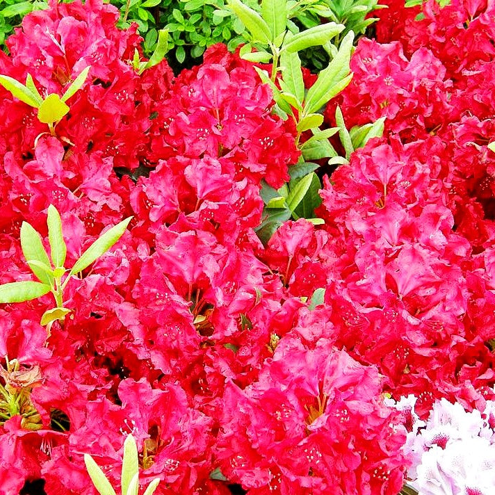 Großblumiger Rhododendron 'Erato' (Rhododendron x cult. III)