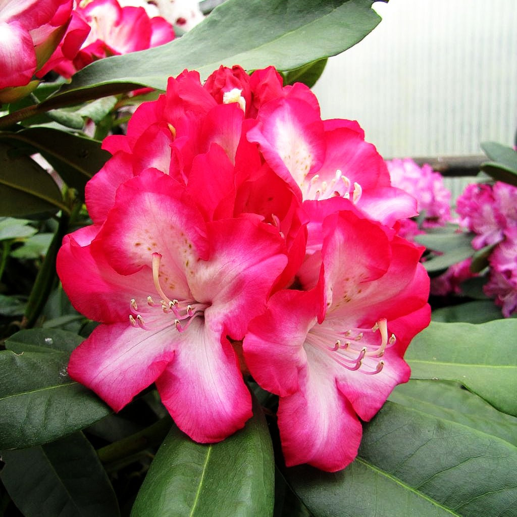 Großblumiger Rhododendron 'Eruption' (Rhododendron x cult. III)
