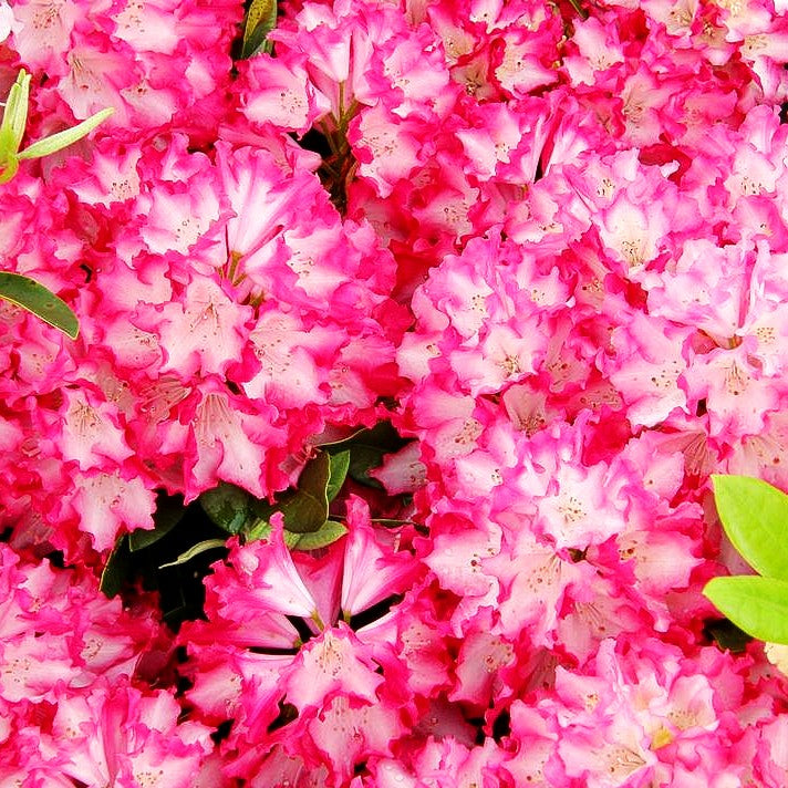 Großblumiger Rhododendron 'Eruption' (Rhododendron x cult. III)