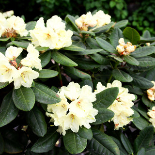 Großblumiger Rhododendron 'Goldbukett' (Rhododendron x cult. IV)