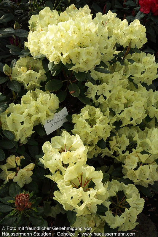 Großblumiger Rhododendron 'Goldinetta' (Rhododendron x cult. IV)