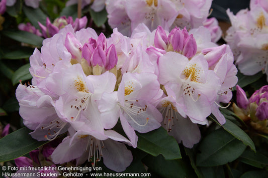 Großblumiger Rhododendron 'Gomer Waterer' (Rhododendron x cult. II)
