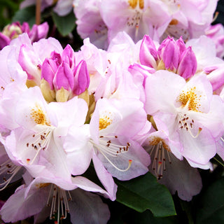 Großblumiger Rhododendron 'Gomer Waterer' (Rhododendron x cult. II)