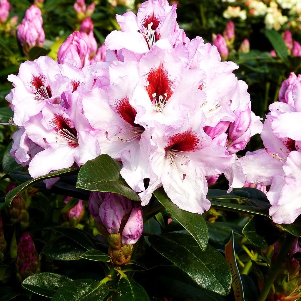 Großblumiger Rhododendron 'Graffito' (Rhododendron x cult. III)