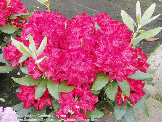 Großblumiger Rhododendron 'Hachm. Feuerschein' (Rhododendron x cult. III)