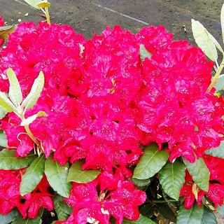 Großblumiger Rhododendron 'Hachm. Feuerschein' (Rhododendron x cult. III)