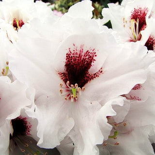 Großblumiger Rhododendron 'Hachm.Picobello' (Rhododendron x cult. IV)