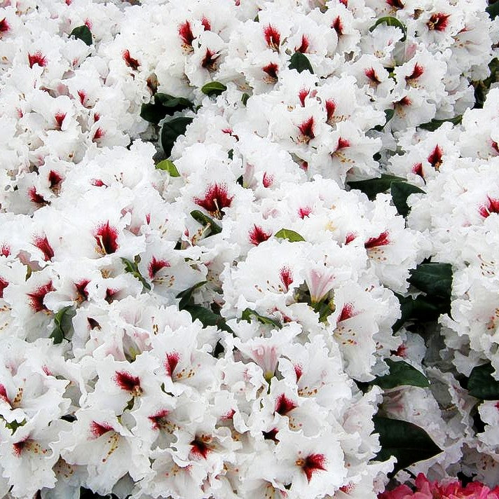 Großblumiger Rhododendron 'Hachm.Picobello' (Rhododendron x cult. IV)