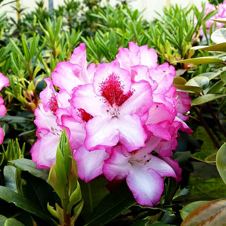 Großblumiger Rhododendron 'Hachmann's Charmant' (Rhododendron x cult. IV)