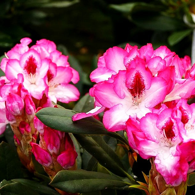 Großblumiger Rhododendron 'Hachmann's Charmant' (Rhododendron x cult. IV)