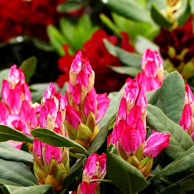 Großblumiger Rhododendron 'Hachmann's Charmant' (Rhododendron x cult. IV)
