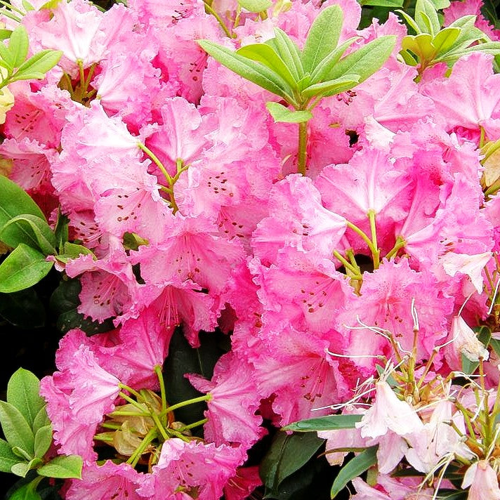 Großblumiger Rhododendron 'Haithabu' (Rhododendron x cult. IV)