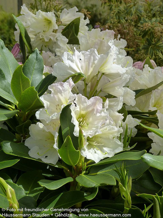 Großblumiger Rhododendron 'INKARHO Dufthecke' (Rhododendron x cult., weiß)